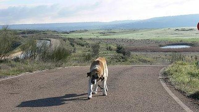 «Ellos nunca lo harían y nosotros lo seguimos haciendo»