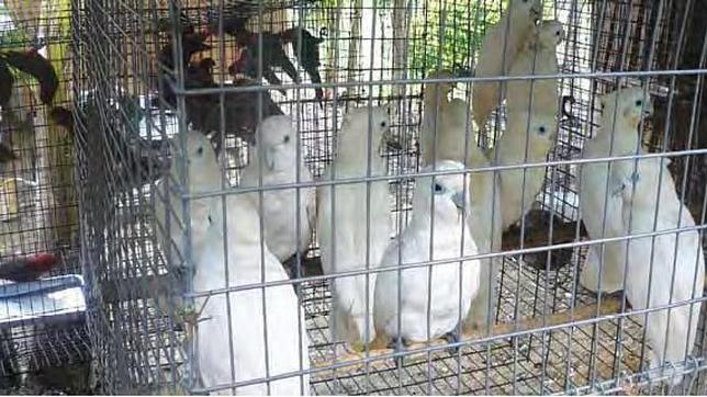 Las Islas Salomón son un centro mundial de «blanqueo» de aves