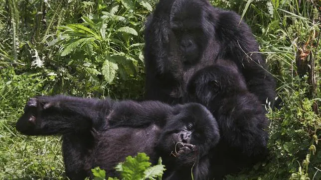 Los rebeldes permitirán la búsqueda de gorilas «desaparecidos» en Virunga