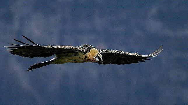 Un científico de Doñana mintió o erró en 24 trabajos publicados en 17 revistas