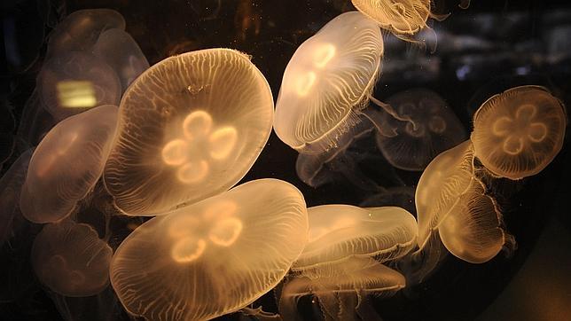 «MedJelly», una aplicación para localizar medusas en las playas de Barcelona