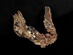 El homo erectus tenía compañía