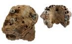 El homo erectus tenía compañía