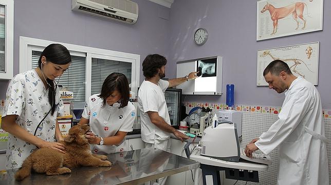 La asociación Pasos ofrece a la perrera dar terapia asistida para discapacitados