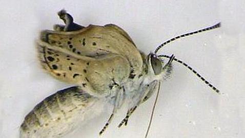 Las mariposas mutantes de Japón