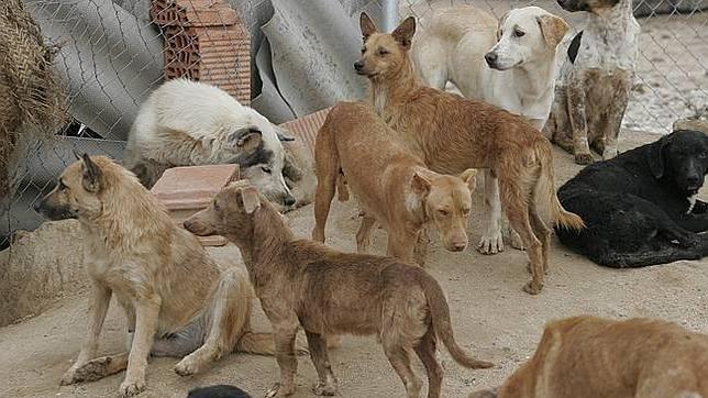 La adopción de animales abandonados, prioridad del Ayuntamiento