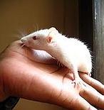 Un implante de retina devuelve la vista a ratones ciegos