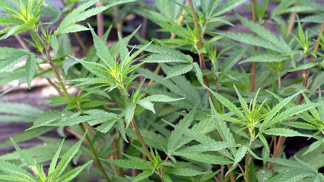 Los españoles gastan 1.163 millones de euros al año en cannabis