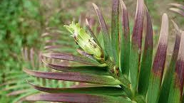 Un fósil vegetal del cretácico sobrevive en los parques madrileños