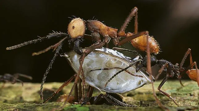 Las hormigas imitan el funcionamiento de internet para buscar alimento