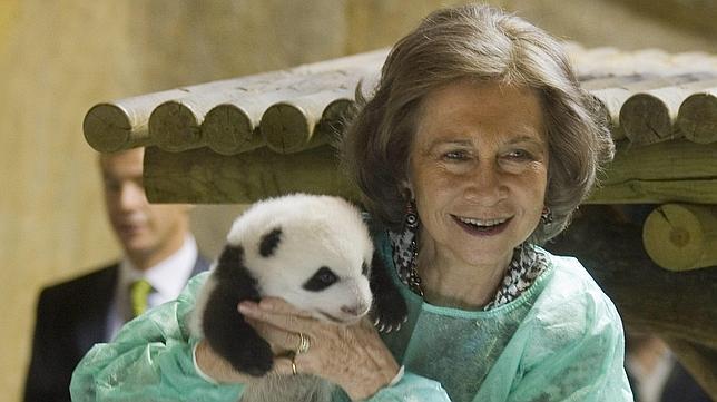 Las crías de osos panda del Zoo de Madrid cumplen dos años