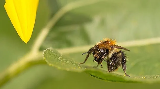 Los cambios de «oficio» de las abejas dejan huellas en su genoma