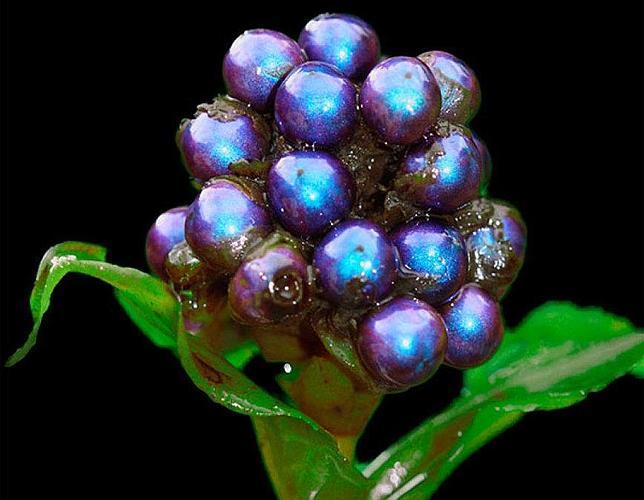 El objeto más brillante de la creación: la baya súper azul