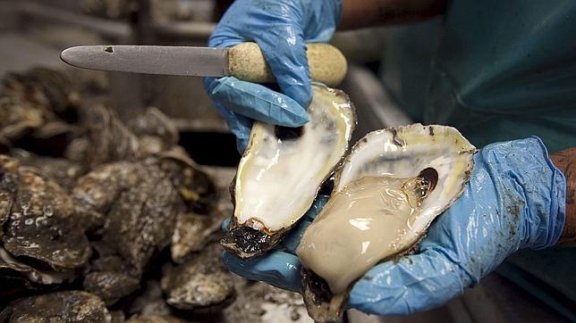 El genoma de la ostra revela su adaptación al estrés y la complejidad de su concha