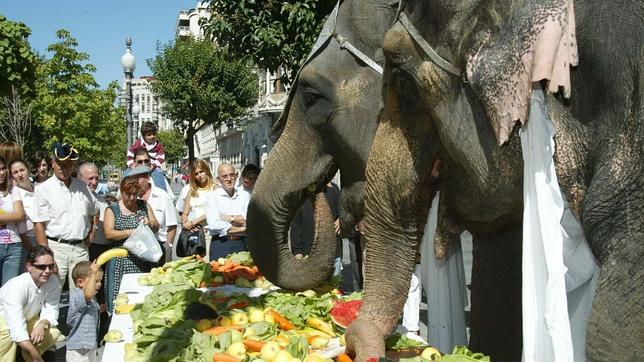Los elefantes que custodian los templos indios padecen sobrepeso