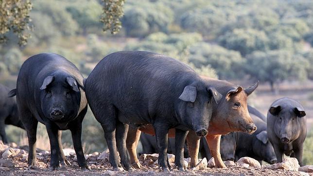 Comienza la montanera del ibérico, con mucha bellota y menos cerdos