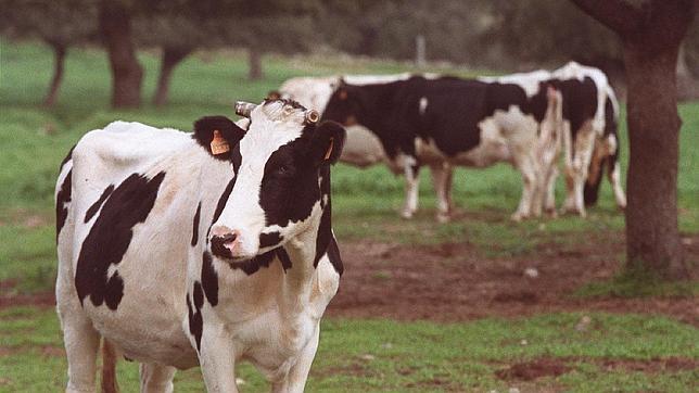 Cuatro explotaciones lecheras cierran en España cada día por la «brutal» crisis láctea