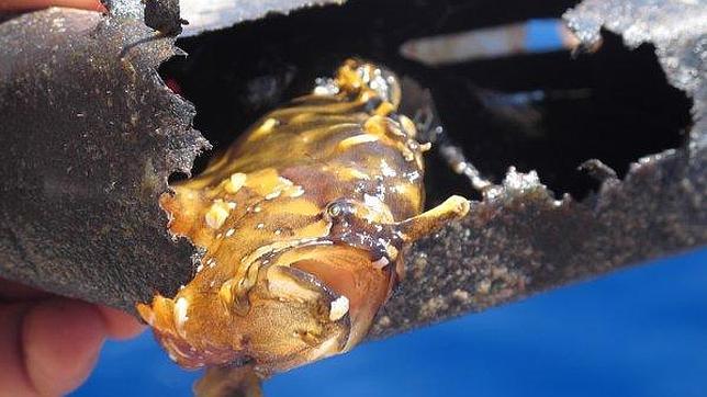 Una familia austríaca intenta vivir sin productos de plástico