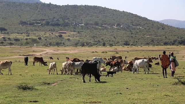 Los masáis detectan correctamente nueve de cada diez enfermedades de su ganado