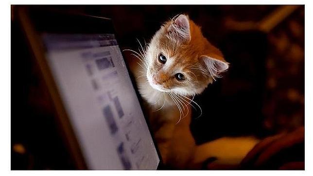 «Guardianes de la Red» canalizará en España las denuncias de maltrato animal