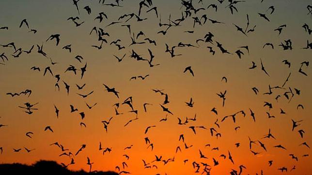 Un cementerio de Barcelona, laboratorio para estudiar a los murciélagos