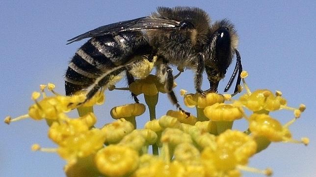 Abejas «secuestradas» por una bacteria