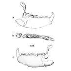 El antepasado catalán (y maño) del panda gigante