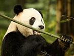 El antepasado catalán (y maño) del panda gigante