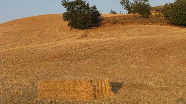 La Ribera del Duero lanza su propio observatorio de la biodiversidad