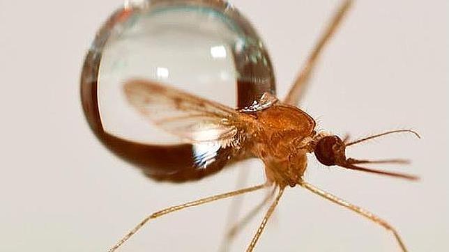 Los mosquitos no pueden volar con niebla