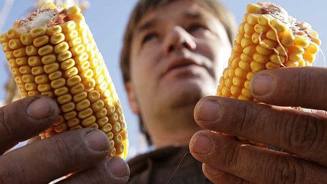 Europa rechaza el informe que acusa a los alimentos trangénicos de ser cancerígenos