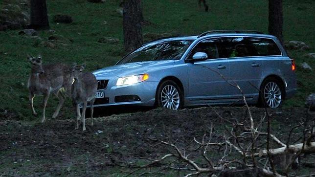 Fomento retira casi medio millón de animales atropellados
