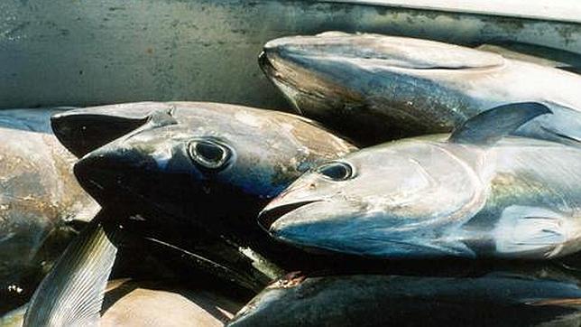La contaminación del pescado con mercurio supera los niveles seguros