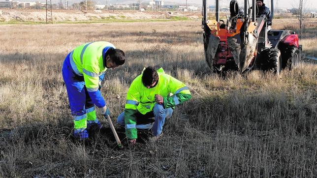 Misión: salvar al cardo de Coslada