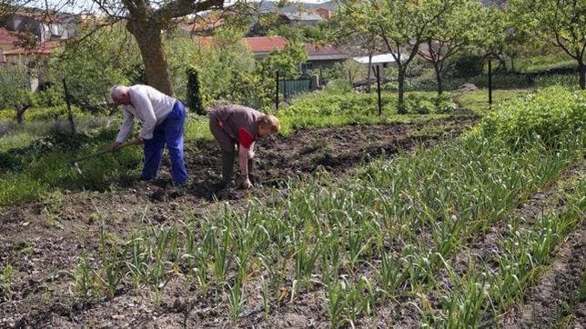 Familias pobres cultivan hortalizas para lujosos restaurantes de Cartagena de Indias