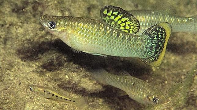Los peces homosexuales, más atractivos para las hembras