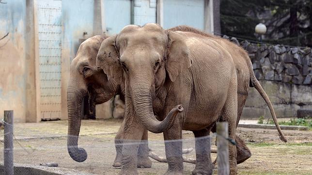 Hollande suspende la eutanasia de dos elefantes de un circo de Lyon
