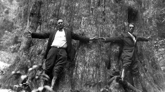 Florida reparte entre sus ciudadanos los restos de uno de los árboles más viejos de EE.UU.