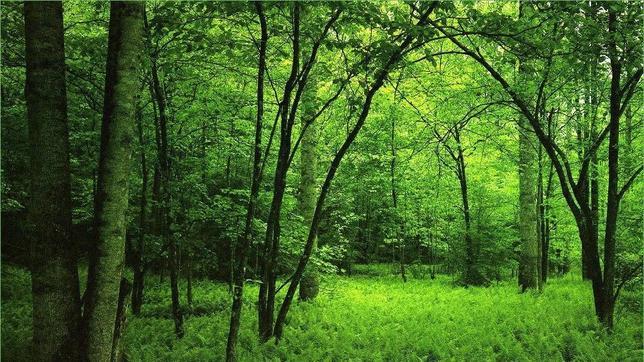 Honduras y la UE se unen contra la tala ilegal