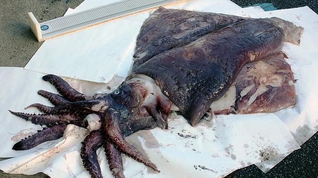 Encuentran un calamar gigante de 54 kilos en la costa de Galicia