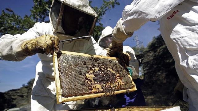 Prohibir el uso de nicotinoides en la UE pondrá al sector agrícola contra las cuerdas