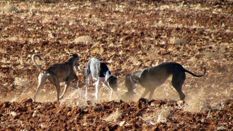 Desarticulada una red que robaba galgos de competición y amañaba carreras