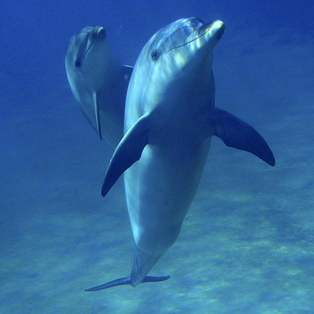 Los delfines se llaman por su «nombre»
