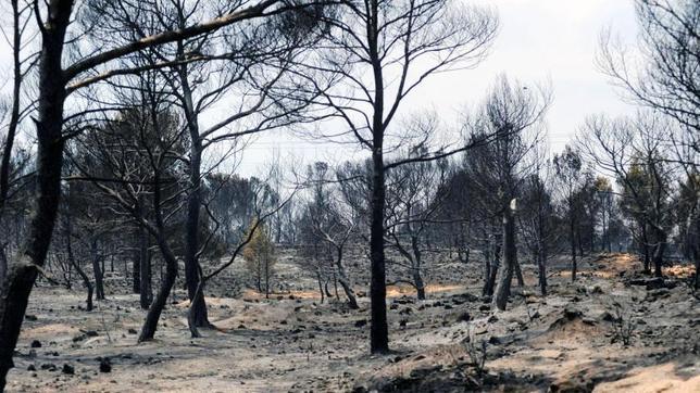 Detenido un exbombero por el incendio forestal más grave del verano