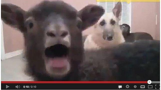 ¡Cuidado! Cabras gritonas campan por Youtube
