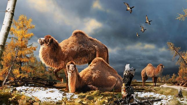 Hubo camellos en el Ártico