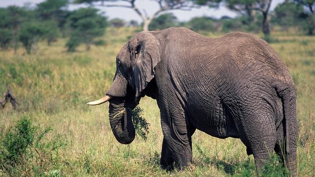 La población de elefante de selva africano ha descendido en un 62% en una década