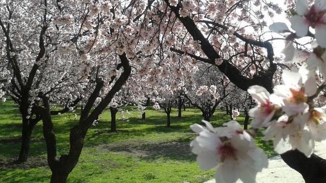 La Quinta de los Molinos, esta semana