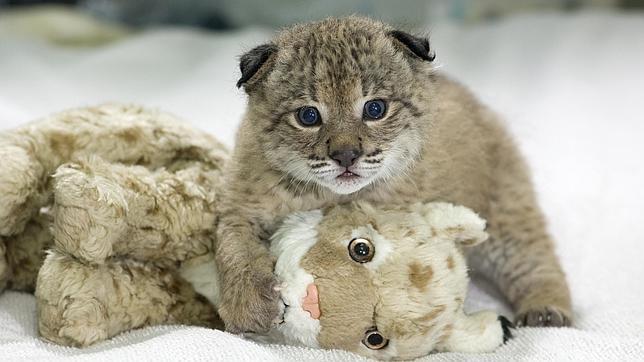 Cinco Proyectos Cero sobre Especies Amenazadas