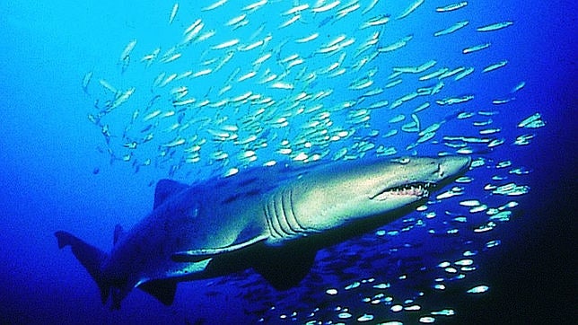 La migración de miles de escualos obliga a cerrar las playas de Florida